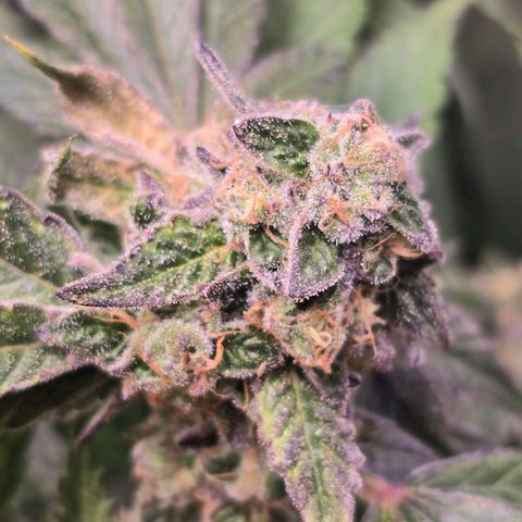 Blue Zushi growlog timeline photo