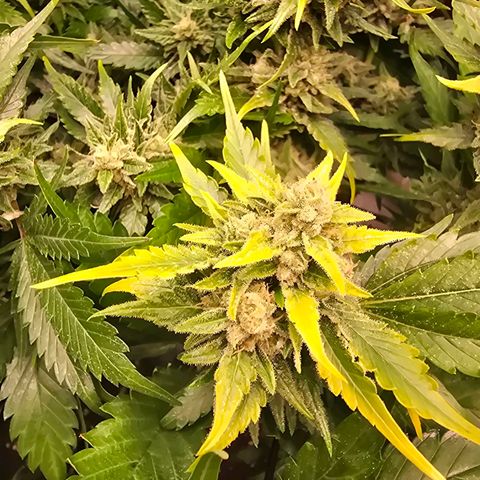 Blue Zushi growlog timeline photo