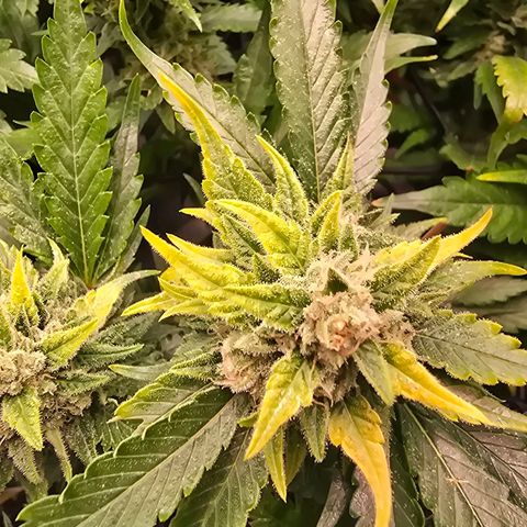 Blue Zushi growlog timeline photo