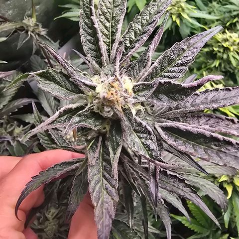 Blue Zushi growlog timeline photo