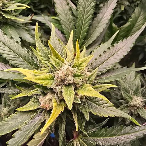 Blue Zushi growlog timeline photo