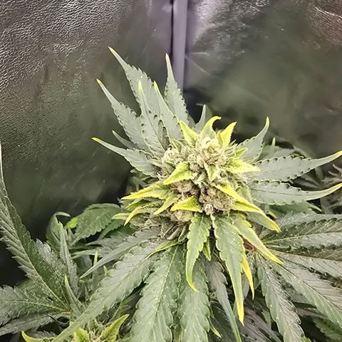 Blue Zushi growlog timeline photo