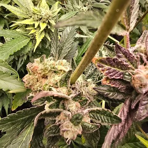 Blue Zushi growlog timeline photo