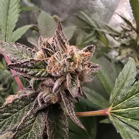 Blue Zushi growlog timeline photo