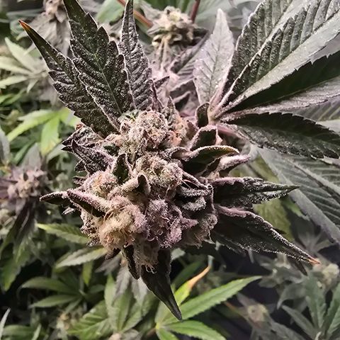Blue Zushi growlog timeline photo