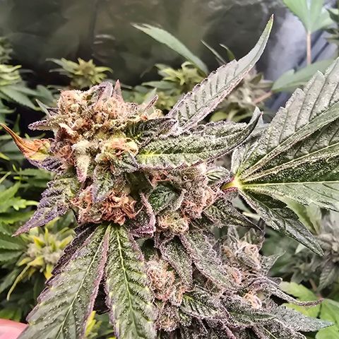 Blue Zushi growlog timeline photo