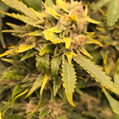 Blue Zushi growlog timeline photo