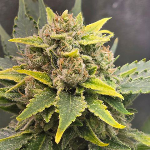 Blue Zushi growlog timeline photo