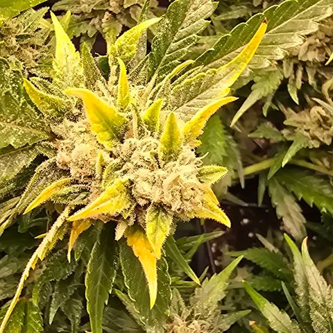 Blue Zushi growlog timeline photo