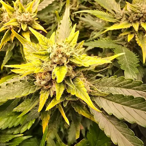 Blue Zushi growlog timeline photo