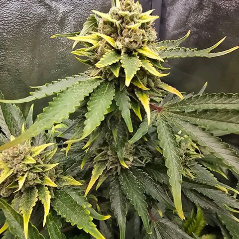 Blue Zushi growlog timeline photo