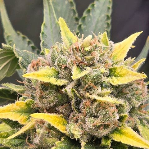 Blue Zushi growlog timeline photo