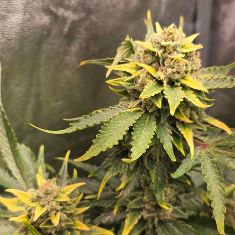 Blue Zushi growlog timeline photo