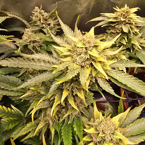 Blue Zushi growlog timeline photo