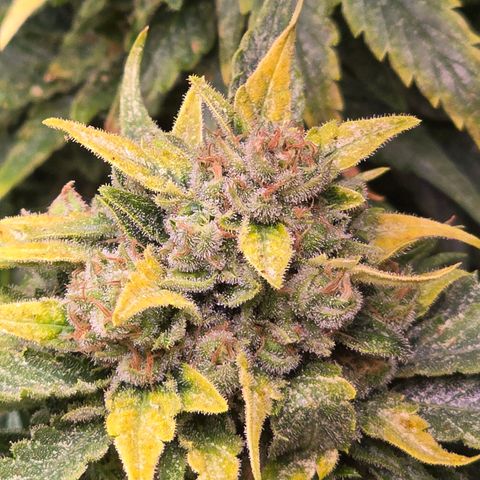 Blue Zushi growlog timeline photo