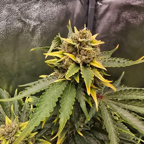 Blue Zushi growlog timeline photo