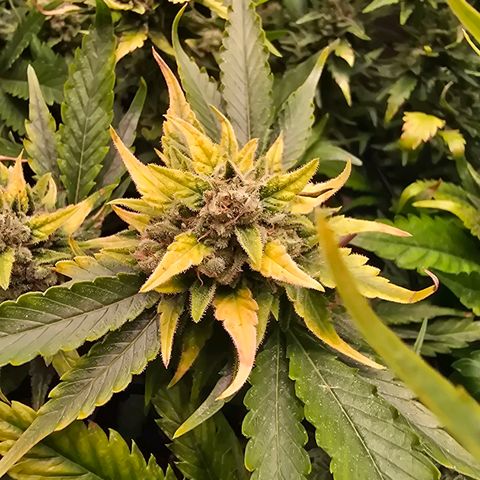 Blue Zushi growlog timeline photo