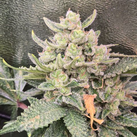 Blue Zushi growlog timeline photo
