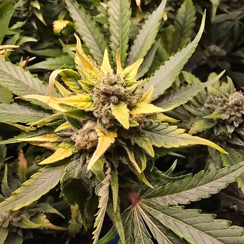 Blue Zushi growlog timeline photo