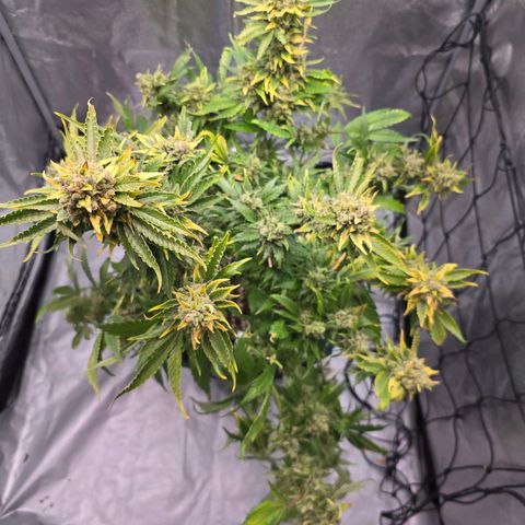 Blue Zushi growlog timeline photo