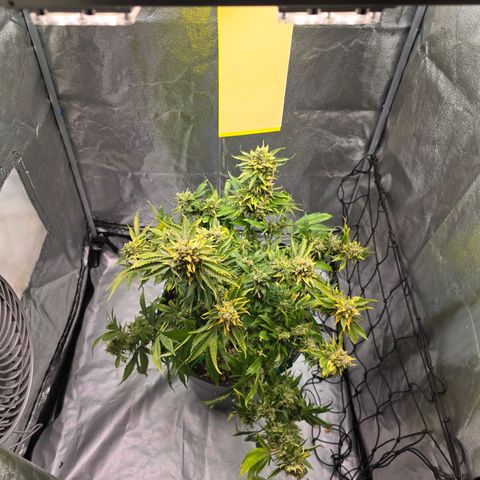 Blue Zushi growlog timeline photo