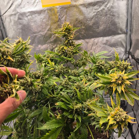 Blue Zushi growlog timeline photo