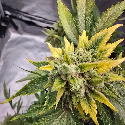 Blue Zushi growlog timeline photo