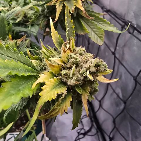 Blue Zushi growlog timeline photo
