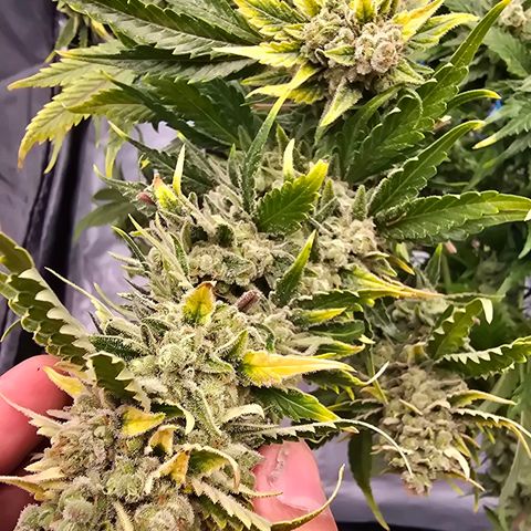Blue Zushi growlog timeline photo