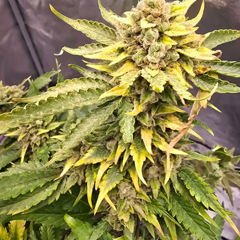 Blue Zushi growlog timeline photo