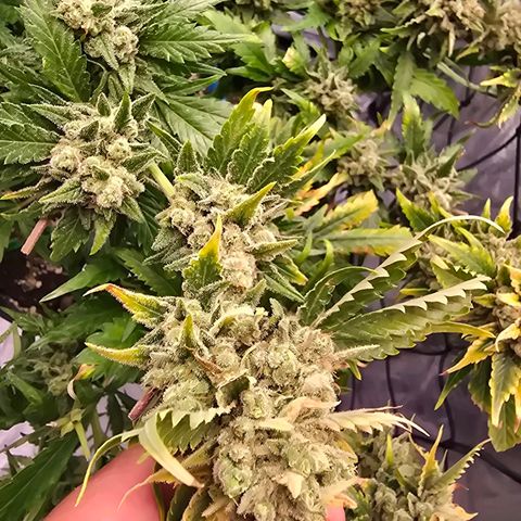 Blue Zushi growlog timeline photo
