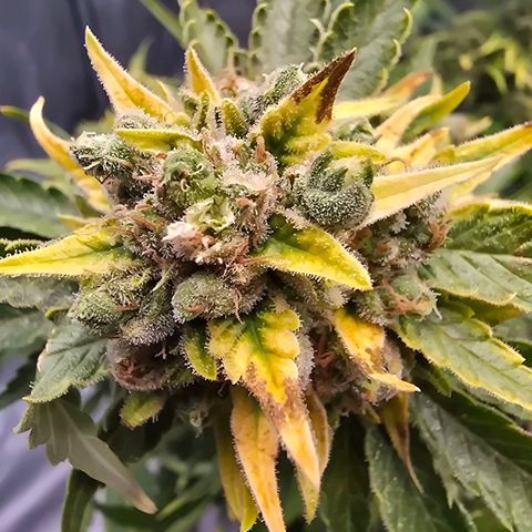 Blue Zushi growlog timeline photo