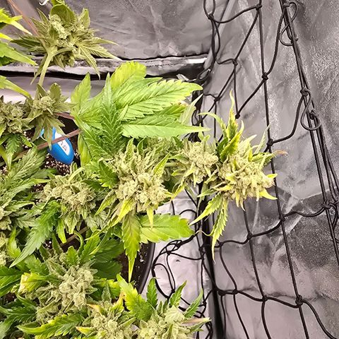 Blue Zushi growlog timeline photo