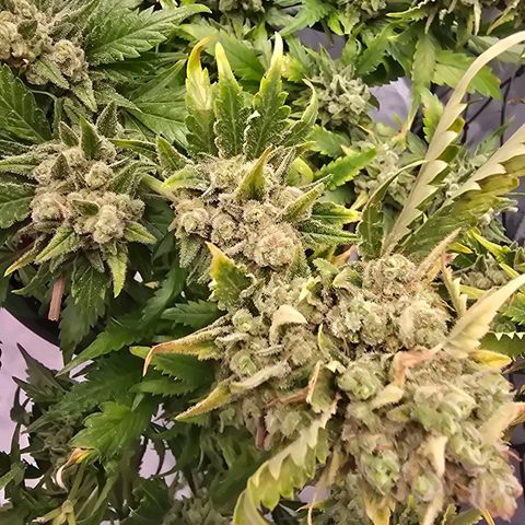 Blue Zushi growlog timeline photo