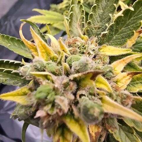 Blue Zushi growlog timeline photo