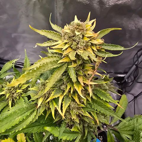 Blue Zushi growlog timeline photo