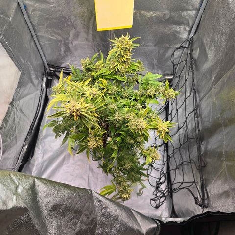 Blue Zushi growlog timeline photo