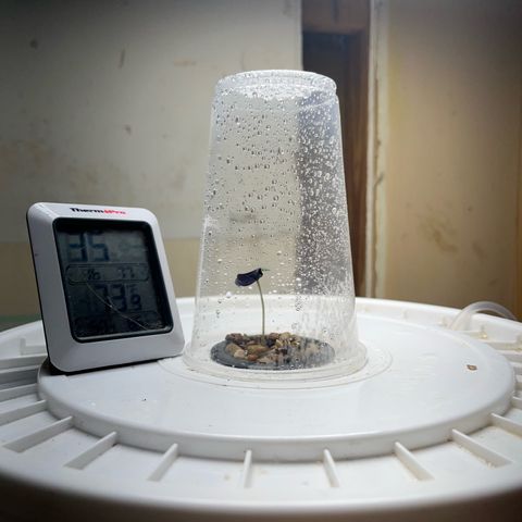 FIRST GROW growlog timeline photo