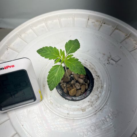 FIRST GROW growlog timeline photo
