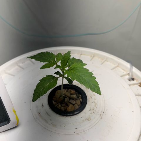FIRST GROW growlog timeline photo