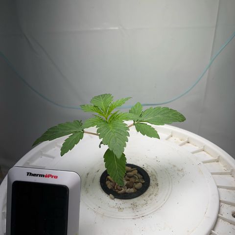 FIRST GROW growlog timeline photo