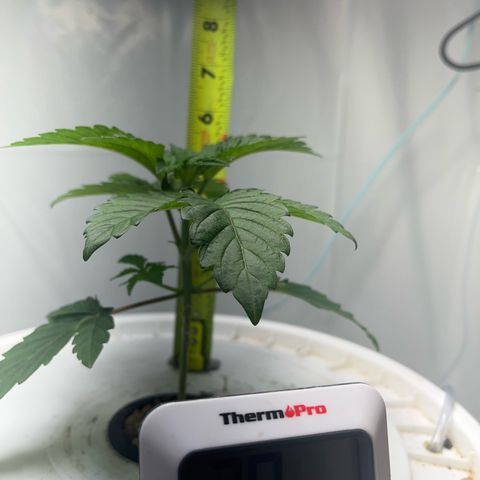 FIRST GROW growlog timeline photo