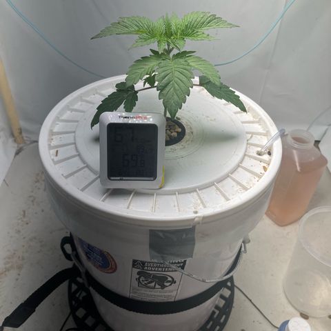 FIRST GROW growlog timeline photo