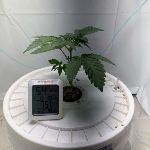 FIRST GROW growlog photo: Topped