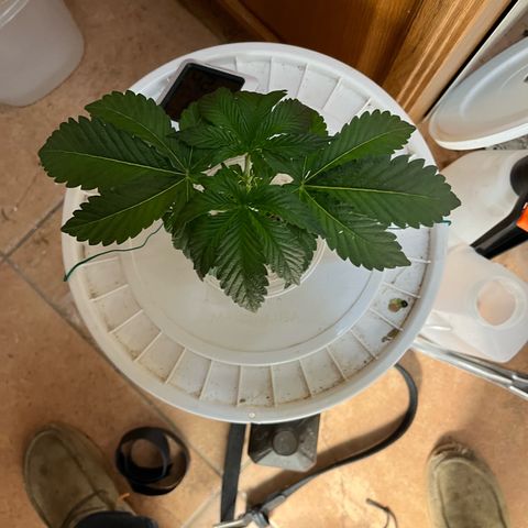 FIRST GROW growlog timeline photo