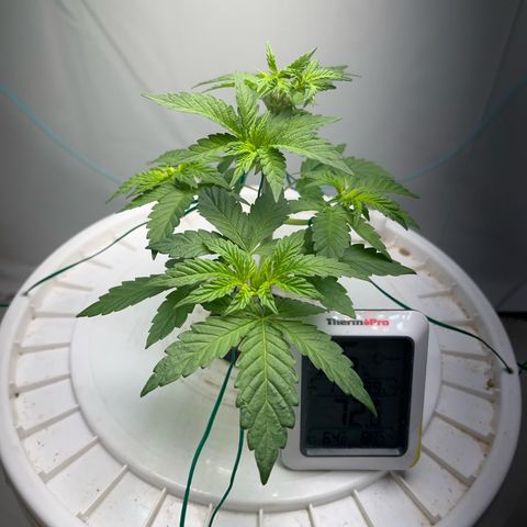 FIRST GROW growlog timeline photo