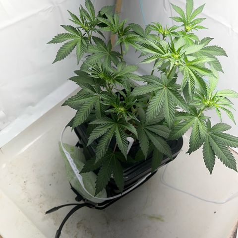 FIRST GROW growlog timeline photo