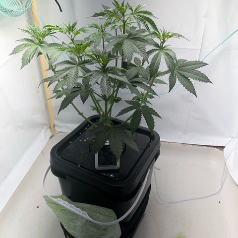 FIRST GROW growlog timeline photo