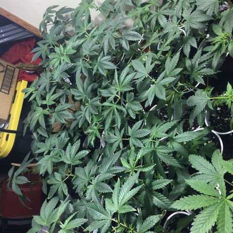 Gorilla Glue #4 growlog photo: Topped 2 days ago and got corrected pH water for plants. I got a great reaction from these techniques. I also started lst training a few of the smaller ones 