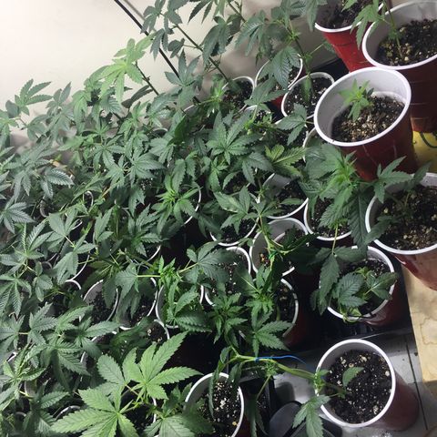 Gorilla Glue #4 growlog photo: Topped 2 days ago and got corrected pH water for plants. I got a great reaction from these techniques. I also started lst training a few of the smaller ones 